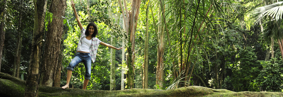 Cairns Psychologists - Rainforest
