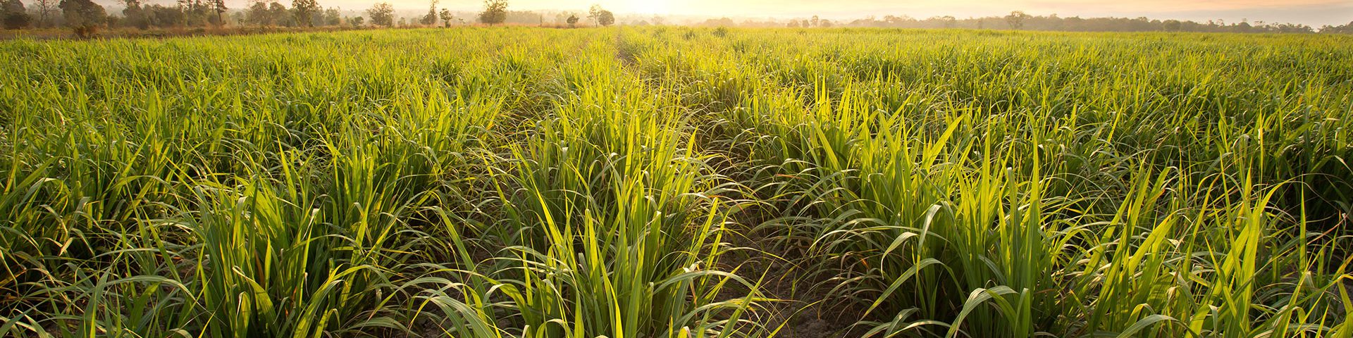 This is a the main heading