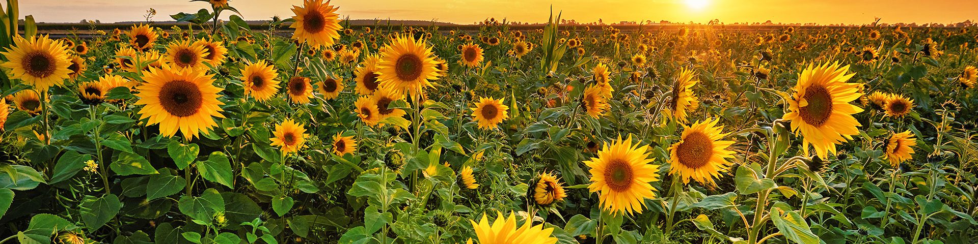 This is a the main heading